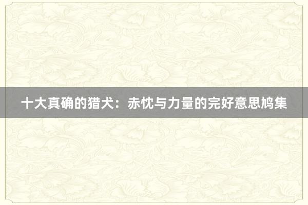 十大真确的猎犬：赤忱与力量的完好意思鸠集